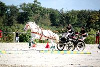 Photo n 38446&#10;Championnat de France Percheron. Le Pin au Haras&#10;25 septembre 2016. Photo Chevalandrieu&#10;Affiche 19 fois&#10;Ajoute le 18/10/2016 16:53:47 par Nadinetoudic&#10;&#10;--> Cliquer pour agrandir <--