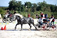 Photo n 38447&#10;Championnat de France Percheron. Le Pin au Haras&#10;25 septembre 2016. Photo Chevalandrieu&#10;Affiche 14 fois&#10;Ajoute le 18/10/2016 16:53:47 par Nadinetoudic&#10;&#10;--> Cliquer pour agrandir <--