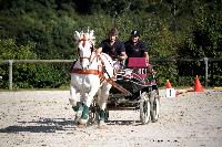Photo n 38448&#10;Championnat de France Percheron. Le Pin au Haras&#10;25 septembre 2016. Photo Chevalandrieu&#10;Affiche 13 fois&#10;Ajoute le 18/10/2016 16:53:47 par Nadinetoudic&#10;&#10;--> Cliquer pour agrandir <--