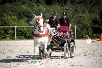 Photo n 38449&#10;Championnat de France Percheron. Le Pin au Haras&#10;25 septembre 2016. Photo Chevalandrieu&#10;Affiche 13 fois&#10;Ajoute le 18/10/2016 16:53:47 par Nadinetoudic&#10;&#10;--> Cliquer pour agrandir <--