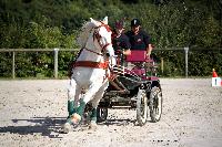 Photo n 38450&#10;Championnat de France Percheron. Le Pin au Haras&#10;25 septembre 2016. Photo Chevalandrieu&#10;Affiche 13 fois&#10;Ajoute le 18/10/2016 16:53:47 par Nadinetoudic&#10;&#10;--> Cliquer pour agrandir <--