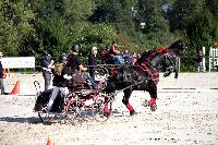 Photo n 38451&#10;Championnat de France Percheron. Le Pin au Haras&#10;25 septembre 2016. Photo Chevalandrieu&#10;Affiche 11 fois&#10;Ajoute le 18/10/2016 16:53:47 par Nadinetoudic&#10;&#10;--> Cliquer pour agrandir <--