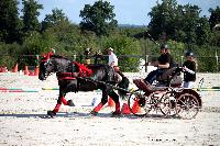 Photo n 38452&#10;Championnat de France Percheron. Le Pin au Haras&#10;25 septembre 2016. Photo Chevalandrieu&#10;Affiche 14 fois&#10;Ajoute le 18/10/2016 16:53:47 par Nadinetoudic&#10;&#10;--> Cliquer pour agrandir <--
