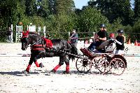 Photo n 38453&#10;Championnat de France Percheron. Le Pin au Haras&#10;25 septembre 2016. Photo Chevalandrieu&#10;Affiche 20 fois&#10;Ajoute le 18/10/2016 16:56:38 par Nadinetoudic&#10;&#10;--> Cliquer pour agrandir <--