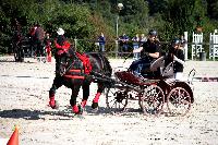 Photo n 38454&#10;Championnat de France Percheron. Le Pin au Haras&#10;25 septembre 2016. Photo Chevalandrieu&#10;Affiche 20 fois&#10;Ajoute le 18/10/2016 16:56:38 par Nadinetoudic&#10;&#10;--> Cliquer pour agrandir <--