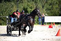 Photo n 38455&#10;Championnat de France Percheron. Le Pin au Haras&#10;25 septembre 2016. Photo Chevalandrieu&#10;Affiche 24 fois&#10;Ajoute le 18/10/2016 16:56:38 par Nadinetoudic&#10;&#10;--> Cliquer pour agrandir <--