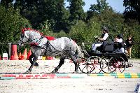 Photo n 38456&#10;Championnat de France Percheron. Le Pin au Haras&#10;25 septembre 2016. Photo Chevalandrieu&#10;Affiche 17 fois&#10;Ajoute le 18/10/2016 16:56:38 par Nadinetoudic&#10;&#10;--> Cliquer pour agrandir <--
