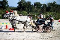 Photo n 38458&#10;Championnat de France Percheron. Le Pin au Haras&#10;25 septembre 2016. Photo Chevalandrieu&#10;Affiche 14 fois&#10;Ajoute le 18/10/2016 16:56:38 par Nadinetoudic&#10;&#10;--> Cliquer pour agrandir <--