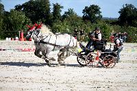 Photo n 38459&#10;Championnat de France Percheron. Le Pin au Haras&#10;25 septembre 2016. Photo Chevalandrieu&#10;Affiche 26 fois&#10;Ajoute le 18/10/2016 16:56:38 par Nadinetoudic&#10;&#10;--> Cliquer pour agrandir <--