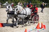 Photo n 38460&#10;Championnat de France Percheron. Le Pin au Haras&#10;25 septembre 2016. Photo Chevalandrieu&#10;Affiche 18 fois&#10;Ajoute le 18/10/2016 16:56:38 par Nadinetoudic&#10;&#10;--> Cliquer pour agrandir <--
