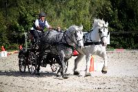 Photo n 38464&#10;Championnat de France Percheron. Le Pin au Haras&#10;25 septembre 2016. Photo Chevalandrieu&#10;Affiche 27 fois&#10;Ajoute le 18/10/2016 16:59:22 par Nadinetoudic&#10;&#10;--> Cliquer pour agrandir <--