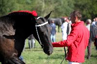 Photo n 38466&#10;Championnat de France Percheron. Le Pin au Haras&#10;25 septembre 2016. Photo Chevalandrieu&#10;Affiche 19 fois&#10;Ajoute le 18/10/2016 16:59:22 par Nadinetoudic&#10;&#10;--> Cliquer pour agrandir <--