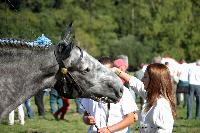 Photo n 38467&#10;Championnat de France Percheron. Le Pin au Haras&#10;25 septembre 2016. Photo Chevalandrieu&#10;Affiche 23 fois&#10;Ajoute le 18/10/2016 16:59:22 par Nadinetoudic&#10;&#10;--> Cliquer pour agrandir <--