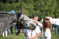 Photo n° 38467
Championnat de France Percheron. Le Pin au Haras
25 septembre 2016. Photo Chevalandrieu
Affichée 21 fois
Ajoutée le 18/10/2016 16:59:22 par Nadinetoudic

--> Cliquer pour agrandir <--