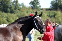Photo n 38468&#10;Championnat de France Percheron. Le Pin au Haras&#10;25 septembre 2016. Photo Chevalandrieu&#10;Affiche 28 fois&#10;Ajoute le 18/10/2016 16:59:22 par Nadinetoudic&#10;&#10;--> Cliquer pour agrandir <--
