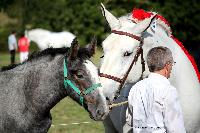 Photo n 38469&#10;Championnat de France Percheron. Le Pin au Haras&#10;25 septembre 2016. Photo Chevalandrieu&#10;Affiche 15 fois&#10;Ajoute le 18/10/2016 16:59:22 par Nadinetoudic&#10;&#10;--> Cliquer pour agrandir <--