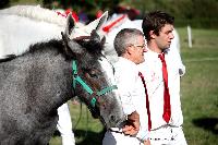 Photo n 38470&#10;Championnat de France Percheron. Le Pin au Haras&#10;25 septembre 2016. Photo Chevalandrieu&#10;Affiche 22 fois&#10;Ajoute le 18/10/2016 16:59:22 par Nadinetoudic&#10;&#10;--> Cliquer pour agrandir <--
