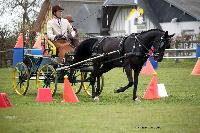 Photo n 39431&#10;St ANTOINE LA FORET 2017. Photo Chevalandrieu&#10;Simon GEORGES&#10;Affiche 15 fois&#10;Ajoute le 25/04/2017 11:38:19 par Nadinetoudic&#10;&#10;--> Cliquer pour agrandir <--