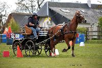 Photo n 39445&#10;St ANTOINE LA FORET 2017. Photo Chevalandrieu&#10;Eric BLONDIAUX&#10;Affiche 9 fois&#10;Ajoute le 25/04/2017 11:38:20 par Nadinetoudic&#10;&#10;--> Cliquer pour agrandir <--
