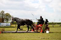 Photo n 39450&#10;St ANTOINE LA FORET 2017. Photo Chevalandrieu&#10;Gilles NEVEU&#10;Affiche 9 fois&#10;Ajoute le 25/04/2017 11:38:20 par Nadinetoudic&#10;&#10;--> Cliquer pour agrandir <--