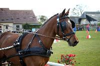 Photo n 39464&#10;St ANTOINE LA FORET 2017. Photo Chevalandrieu&#10;Equipage Sabine GUERIN&#10;Affiche 14 fois&#10;Ajoute le 25/04/2017 11:49:56 par Nadinetoudic&#10;&#10;--> Cliquer pour agrandir <--