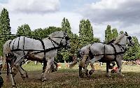 Photo n 40665&#10;REIGNAC 2017 - photo CPCL&#10;&#10;Affiche 12 fois&#10;Ajoute le 05/07/2017 09:54:18 par JeanClaudeGrognet&#10;&#10;--> Cliquer pour agrandir <--
