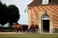 Photo n 40741&#10;CIAT Haras National du Pin 2017 Photo N. TOUDIC&#10;Philippe LAMERANT (F) Chevaux Scherez-Wermblut. Wagonnette&#10;Affiche 38 fois&#10;Ajoute le 11/07/2017 11:42:27 par Nadinetoudic&#10;&#10;--> Cliquer pour agrandir <--