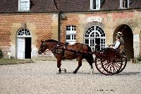 Photo n 40743&#10;CIAT Haras National du Pin 2017 Photo N. TOUDIC&#10;Claude BOMMERT (F) Cob Normand. Pill Box&#10;Affiche 75 fois&#10;Ajoute le 11/07/2017 12:22:18 par Nadinetoudic&#10;&#10;--> Cliquer pour agrandir <--