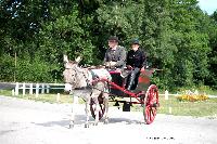 Photo n 40748&#10;CIAT Haras National du Pin 2017 Photo N. TOUDIC&#10;Marc PUITZ (F) Ane du Cotentin. Charrette Anglaise&#10;Affiche 31 fois&#10;Ajoute le 11/07/2017 12:22:18 par Nadinetoudic&#10;&#10;--> Cliquer pour agrandir <--