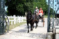 Photo n 40763&#10;CIAT Haras National du Pin 2017 Photo N. TOUDIC&#10;Marc MATTHYS ( B) New-Forest. Dog Cart&#10;Affiche 13 fois&#10;Ajoute le 12/07/2017 18:00:34 par Nadinetoudic&#10;&#10;--> Cliquer pour agrandir <--