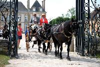 Photo n 40766&#10;CIAT Haras National du Pin 2017 Photo N. TOUDIC&#10;Marc MATTHYS ( B) New-Forest. Dog Cart&#10;Affiche 23 fois&#10;Ajoute le 12/07/2017 18:00:34 par Nadinetoudic&#10;&#10;--> Cliquer pour agrandir <--