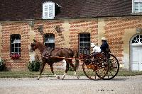 Photo n 40773&#10;CIAT Haras National du Pin 2017 Photo N. TOUDIC&#10;Michel HEYLIGEN ( F) Guelder. Voiture Amricaine&#10;Affiche 42 fois&#10;Ajoute le 12/07/2017 18:00:34 par Nadinetoudic&#10;&#10;--> Cliquer pour agrandir <--