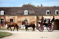 Photo n 40782&#10;CIAT Haras National du Pin 2017 Photo N. TOUDIC&#10;Norbert COULON (F) Cob Normand. Grand Break de Chasse&#10;Affiche 16 fois&#10;Ajoute le 13/07/2017 19:19:57 par Nadinetoudic&#10;&#10;--> Cliquer pour agrandir <--