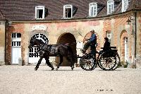 Photo n 40788&#10;CIAT Haras National du Pin 2017 Photo N. TOUDIC&#10;Jean CAVILLON (F) Polonais&#10;Affiche 23 fois&#10;Ajoute le 13/07/2017 19:19:58 par Nadinetoudic&#10;&#10;--> Cliquer pour agrandir <--