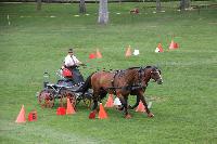 Photo n 41385&#10;COMPIEGNE 2017  photo attelage.org&#10;&#10;Affiche 9 fois&#10;Ajoute le 26/08/2017 19:40:40 par JeanClaudeGrognet&#10;&#10;--> Cliquer pour agrandir <--