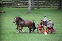 Photo n 41398&#10;COMPIEGNE 2017  photo attelage.org&#10;&#10;Affiche 9 fois&#10;Ajoute le 26/08/2017 19:40:40 par JeanClaudeGrognet&#10;&#10;--> Cliquer pour agrandir <--