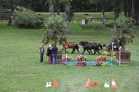 Photo n 41399&#10;COMPIEGNE 2017  photo attelage.org&#10;&#10;Affiche 11 fois&#10;Ajoute le 26/08/2017 19:40:40 par JeanClaudeGrognet&#10;&#10;--> Cliquer pour agrandir <--