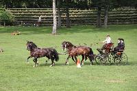 Photo n 41406&#10;COMPIEGNE 2017  photo attelage.org&#10;&#10;Affiche 18 fois&#10;Ajoute le 26/08/2017 19:40:41 par JeanClaudeGrognet&#10;&#10;--> Cliquer pour agrandir <--
