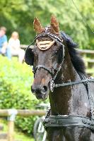 Photo n 42457&#10;COMPIEGNE 2017  photo Alice Trangosi&#10;&#10;Affiche 10 fois&#10;Ajoute le 30/08/2017 14:11:09 par JeanClaudeGrognet&#10;&#10;--> Cliquer pour agrandir <--