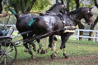 Photo n 43011&#10;LIPICA 2017 CdM paires - photo Hlne Leclerc&#10;Martin HLLE (HUN)&#10;Affiche 22 fois&#10;Ajoute le 24/09/2017 10:01:16 par JeanClaudeGrognet&#10;&#10;--> Cliquer pour agrandir <--