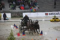 Photo n 43012&#10;LIPICA 2017 CdM paires - photo Attelage.org&#10;&#10;Affiche 21 fois&#10;Ajoute le 24/09/2017 19:55:16 par JeanClaudeGrognet&#10;&#10;--> Cliquer pour agrandir <--