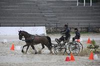 Photo n 43018&#10;LIPICA 2017 CdM paires - photo Attelage.org&#10;Michal SELLIER&#10;Affiche 24 fois&#10;Ajoute le 24/09/2017 19:55:16 par JeanClaudeGrognet&#10;&#10;--> Cliquer pour agrandir <--