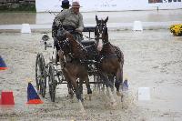Photo n 43025&#10;LIPICA 2017 CdM paires - photo Attelage.org&#10;&#10;Affiche 38 fois&#10;Ajoute le 24/09/2017 19:55:17 par JeanClaudeGrognet&#10;&#10;--> Cliquer pour agrandir <--