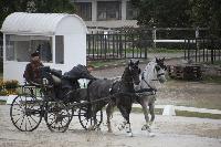 Photo n 43027&#10;LIPICA 2017 CdM paires - photo Attelage.org&#10;Martin HLLE&#10;Affiche 28 fois&#10;Ajoute le 24/09/2017 19:55:17 par JeanClaudeGrognet&#10;&#10;--> Cliquer pour agrandir <--