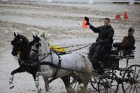 Photo n 43028&#10;LIPICA 2017 CdM paires - photo Attelage.org&#10;Martin HLLE&#10;Affiche 38 fois&#10;Ajoute le 24/09/2017 19:55:17 par JeanClaudeGrognet&#10;&#10;--> Cliquer pour agrandir <--
