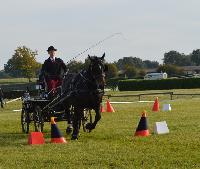 Photo n 43068&#10;Le Meslay du Maine CdF Trait 2017 photo COBNORMAND&#10;&#10;Affiche 16 fois&#10;Ajoute le 04/10/2017 14:48:24 par JeanClaudeGrognet&#10;&#10;--> Cliquer pour agrandir <--