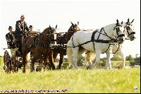 Photo n 43081&#10;MESLAY du MAINE CdF Trait 2017 photo A. Jeanjean&#10;&#10;Affiche 34 fois&#10;Ajoute le 06/10/2017 08:46:20 par JeanClaudeGrognet&#10;&#10;--> Cliquer pour agrandir <--