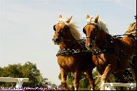 Photo n 43083&#10;MESLAY du MAINE CdF Trait 2017 photo A. Jeanjean&#10;&#10;Affiche 19 fois&#10;Ajoute le 06/10/2017 08:46:20 par JeanClaudeGrognet&#10;&#10;--> Cliquer pour agrandir <--