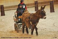 Photo n 43234&#10;Rosires aux Salines 2018 photo  Juliette Mos &#10;&#10;Affiche 12 fois&#10;Ajoute le 31/01/2018 08:10:56 par JeanClaudeGrognet&#10;&#10;--> Cliquer pour agrandir <--