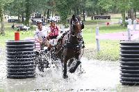 Photo n 44923&#10;SAUMUR 2018 photo JP Giraud www.photovendee85.fr&#10;Schwanen Angique (BEL)&#10;Affiche 13 fois&#10;Ajoute le 16/06/2018 00:02:26 par JeanClaudeGrognet&#10;&#10;--> Cliquer pour agrandir <--